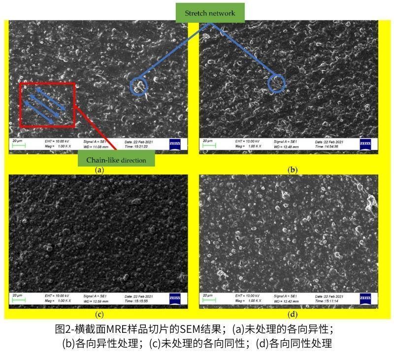 圖2-橫截面MRE樣品切片的SEM結(jié)果；(a)未處理的各向異性；(b)各向異性處理；(c)未處理的各向同性；(d)各向同性處理